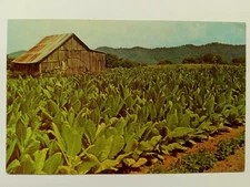 Tobacco Ready For Harvest Vintage Postcard Barn Unposted 1966 