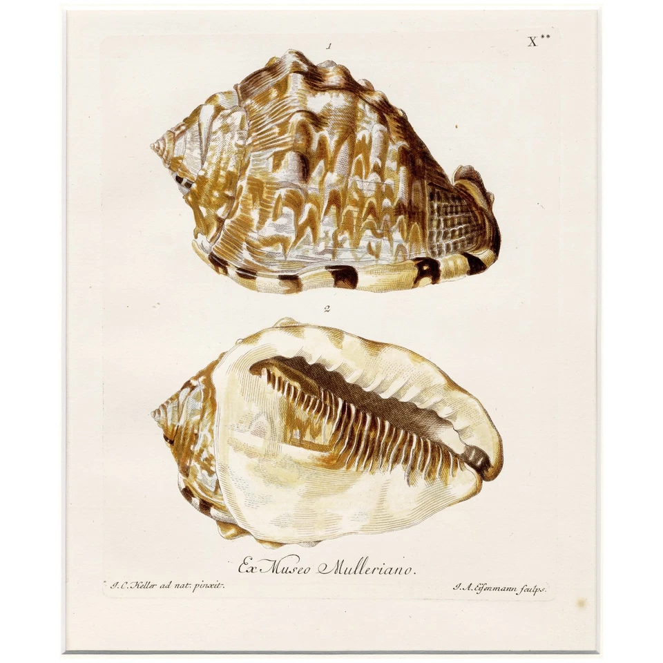 Excelente enmarcado 1757 KNORR coloreado a mano SeaShell chonchología grabado caracola Foto 4 de 4