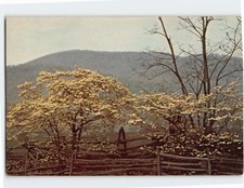 Postcard Flowering Dogwood (Cornus Florida) Shenandoah National Park Virginia
