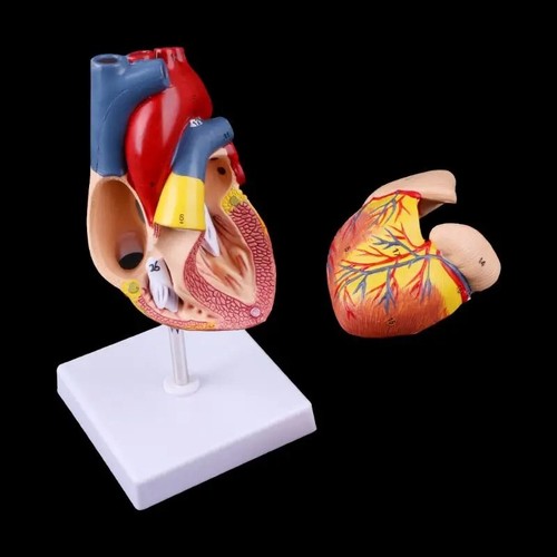 Mensch Herz Anatomisch Modell Set 1:1 Leben Größe Ungiftig Abnehmbare für Lehre - Bild 23 von 24