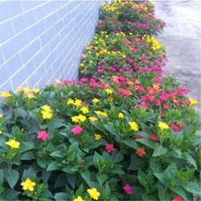 20 SEEDS for Mix Color JASMINE rare flower exotic vine bush plant USA Seller