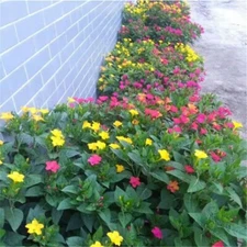 20 SEEDS for Mix Color JASMINE rare flower exotic vine bush plant USA Seller