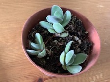 Crassula ‘Morgan’s Beauty’ Plantlet
