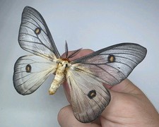 Ceranchia Apollina  A1-/A- Set Specimen. Wings Spread. Entomology Collectible