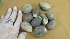tn-21 10 small natural Tagua Nut whole nuts for craft Carving Dried plain uncut