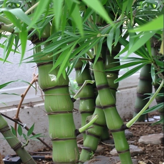 dracaena burley giftig Dracaena fragrans 'Burley' – Wide-Leaf Corn Plant