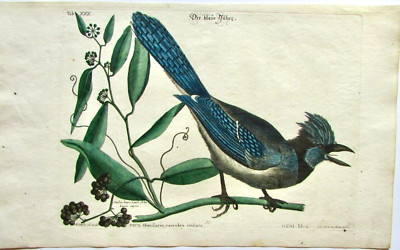 THE BLUE JAY CATESBY SELIGMANN ORIGINAL HAND COLORED ENGRAVING 1768