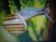 grove snails cepaea nemoralis 5 Subadults