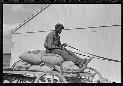 Photo:Southeast Missouri 1938 FSA Client Sitting on Cotton Seed Load