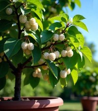 2 x winterharte weiße Maulbeer-Bäume exotische Pflanzen für den Garten !