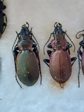 1 Pair Carabus (Cechenohilus) boeberi ssp.boeberi Carabidae,