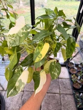 Large Variegated Philodendron Burle Marx – Rare Live Tropical Houseplant
