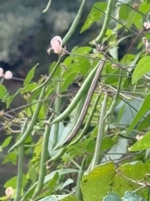 Amberique Bean 15 Seeds Strophostyles helvola Picked And Shelled Sept. 2025