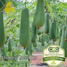 Luffa Gourd Sponge Seeds | Non-GMO | Heirloom | 25+ Fresh Garden Seeds from USA
