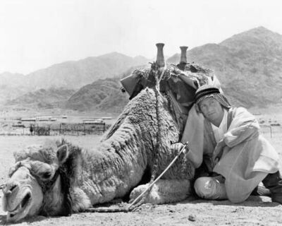 Peter O'Toole relaxes with his camel on set Lawrence of Arabia 8x10 photo