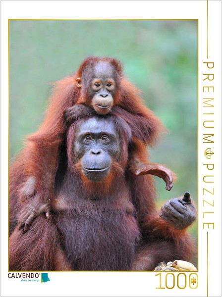 "Calvendo Puzzle An Image From The \"Orangutans Of Borneo\" Calendar | 1000 Pieces,"-image