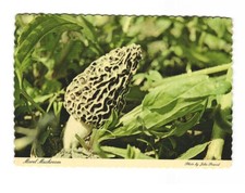 Morel mushroom hiking in Michigan vintage postcard unposted