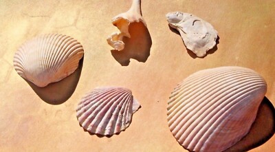 Sea Shells Ocean Beach Decor Nautical, Lot of 5 FREE SHIPPING!