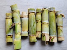 8 sticks SUGAR CANE GREEN JUICING CHEWING ORGANIC PLANT