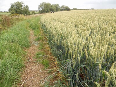 Photo 6x4 Give us our daily bread Castle Eaton The Thames Path as it cont c2011