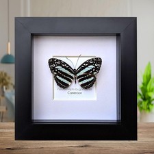 Framed Blue Sailer Butterfly Display, Ethically Sourced Taxidermy Gift