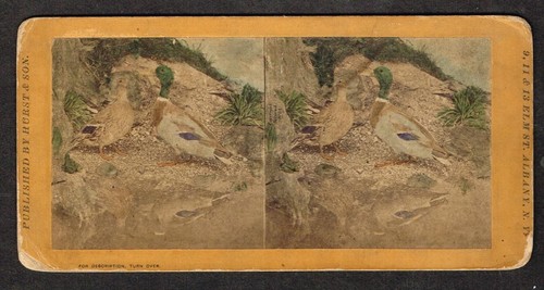 b885, Hurst & Son's Stereoview, #21, The Mallard, 1870s - Picture 1 of 5