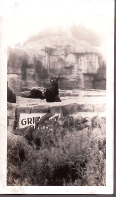 VINTAGE PHOTOGRAPH ZOO GRIZZLY BEAR NORTH CAROLINA TENNESSEE FLORIDA ...