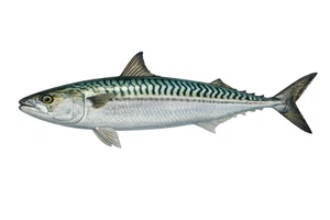 Atlantic Mackerel Fish Vinyl Sticker Self Adhesive Decal Ocean Various Sizes