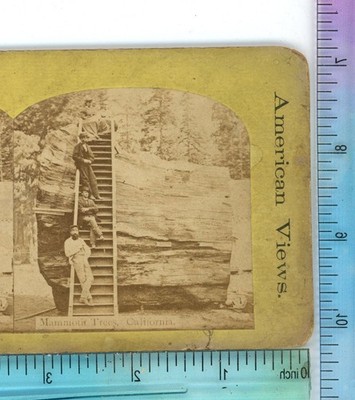 Men at the Mammoth Tree CA California Stereoview