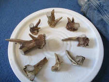 8 real deer antler burrs ends deer antler art for drawer pulls  crafts CC