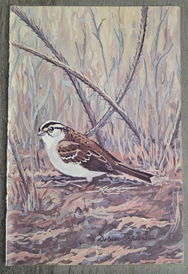 WHITE-THROATED SPARROW ON THE FOREST FLOOR by Dolores Roberson 1972 Bird Print