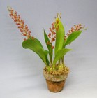 Liparis grossa Liparis Potted Flowering Orchid Orange Flowers Taiwan Origin — photo 1