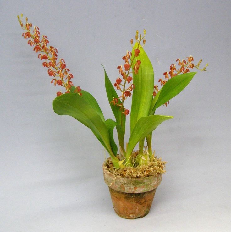 Liparis grossa Liparis Potted Flowering Orchid Orange Flowers Taiwan Origin