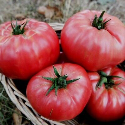 Sweet 100 Tomato Seeds S/H Comb 20 Seeds