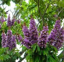 Millettia grandis | Umzimbeet | 5_Seeds