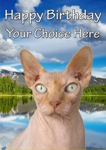 Hairless Cat Happy Birthday | Best Cat Wallpaper