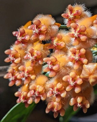 Hoya Praetorii Rare Tropical Wax Plant