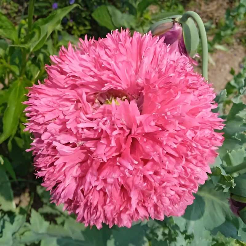 1,000 Pink Pompom Poppy Seeds - P. Somniferum - Puffy Fine Petal Pink Blooms