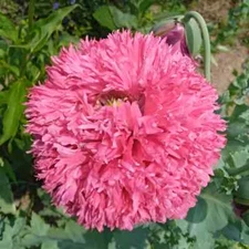 1,000 Pink Pompom Poppy Seeds - P. Somniferum - Puffy Fine Petal Pink Blooms