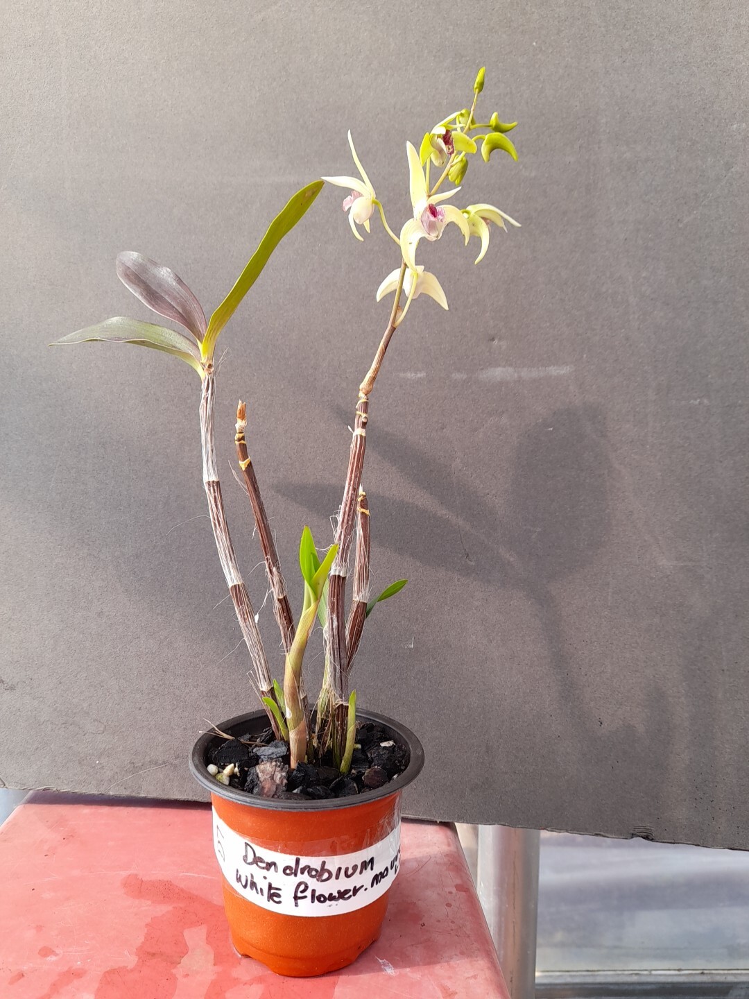 dendrobium orchids eBay