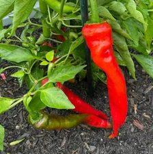 150ct NuMex New Lumbre Hatch Chili Pepper Seeds Amazing Taste Very Hot 40,000Shu