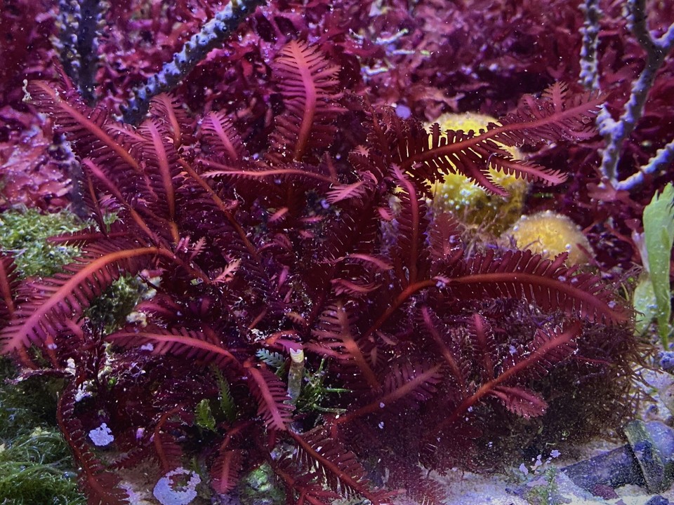 Comprehensive Macroalgae Aquarium Combo Pack Live Algae and Animals eBay