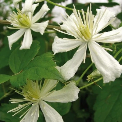 Clematis Paul Farges 2L - Charmanter, sehr kräftig wachsender Kletterer - Bild 1 von 4