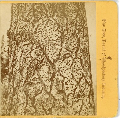 CALIFORNIA, Pine Tree, Results of Woodpeckers--Stereoview T71