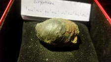 3 Echte versteinerte AUSTERN (Gryphaea) Versteinerungen Fossilien Wahl Muscheln