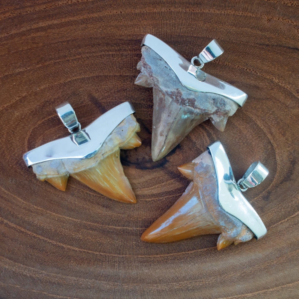 Haizahn Fossil 925er Silber Ketten Anhänger Haifischzahn Surfer Herren Damen - Bild 4 von 4