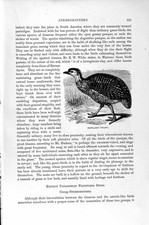 Original Antiguo Impresión Historia Natural 1895 Pentland Tinamu Pájaro Patagónico