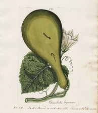 Cucurbita Squash Zucchini Copper Engraving Happe Pharmaceutica Botanica Botany