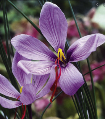 Kesar Bulb Saffron Seeds Nature Boon Kashmiri Saffron/Kesar Bulb (Pack Of 20