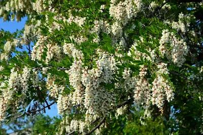 SEEDVILLE USA 25 Flowering BLACK LOCUST TREE (Yellow Locust / False Acacia) Robinia Pseudoacac